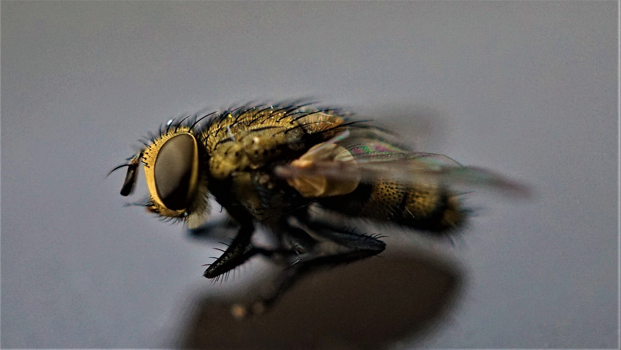 Understanding the Intrinsic Value of Biodiversity